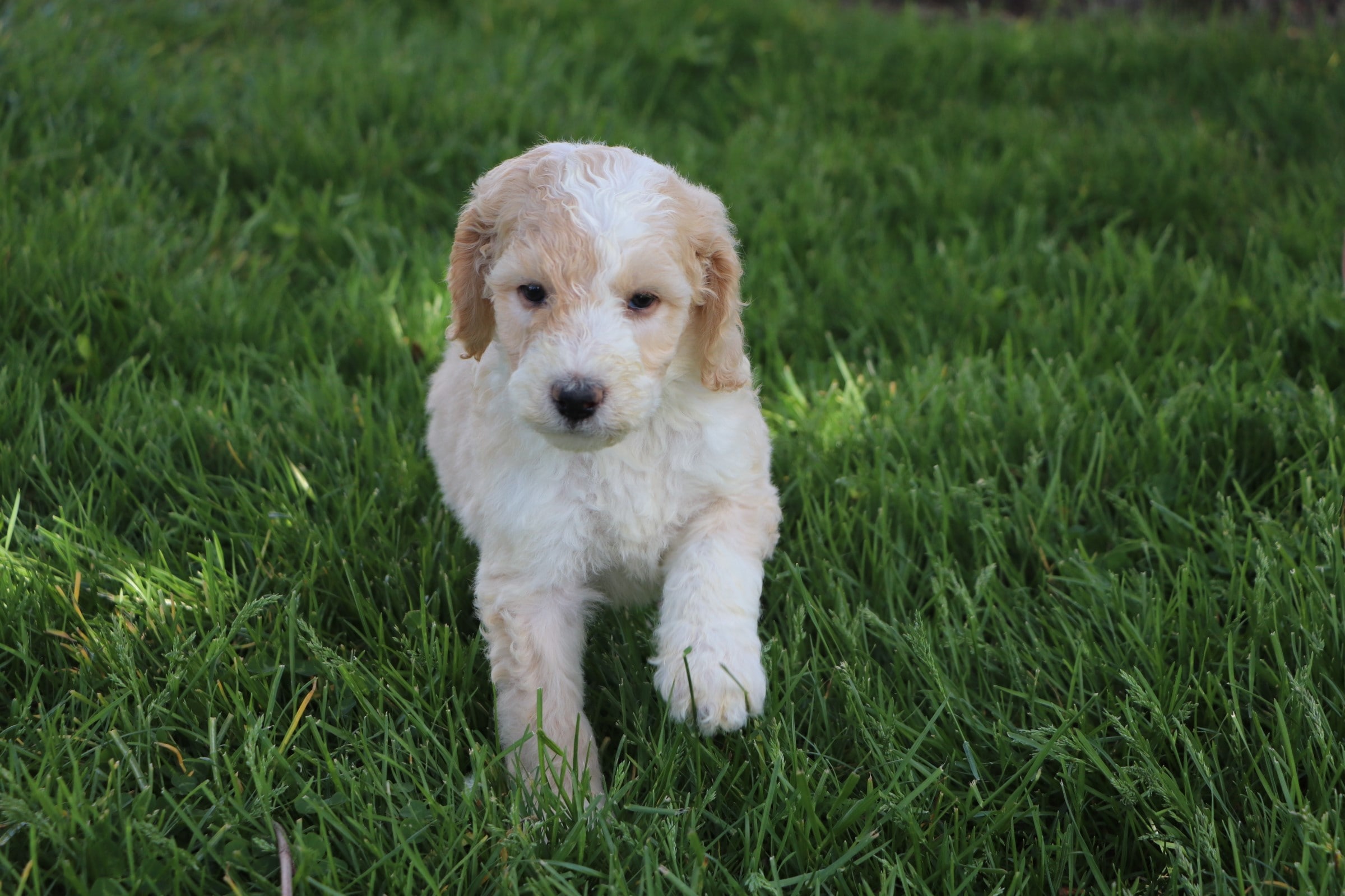 parti sheepadoodle