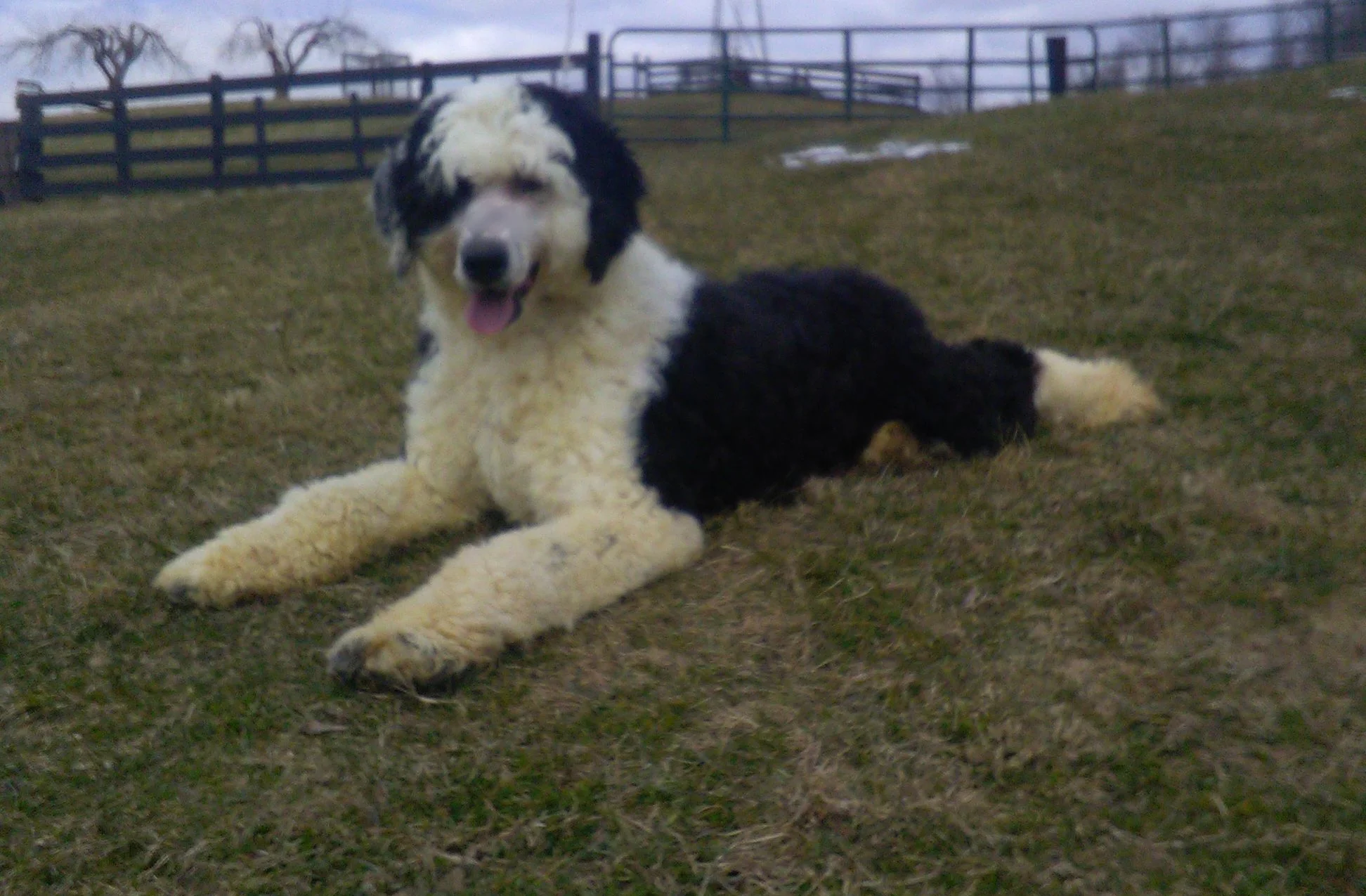 crockett sheepadoodles