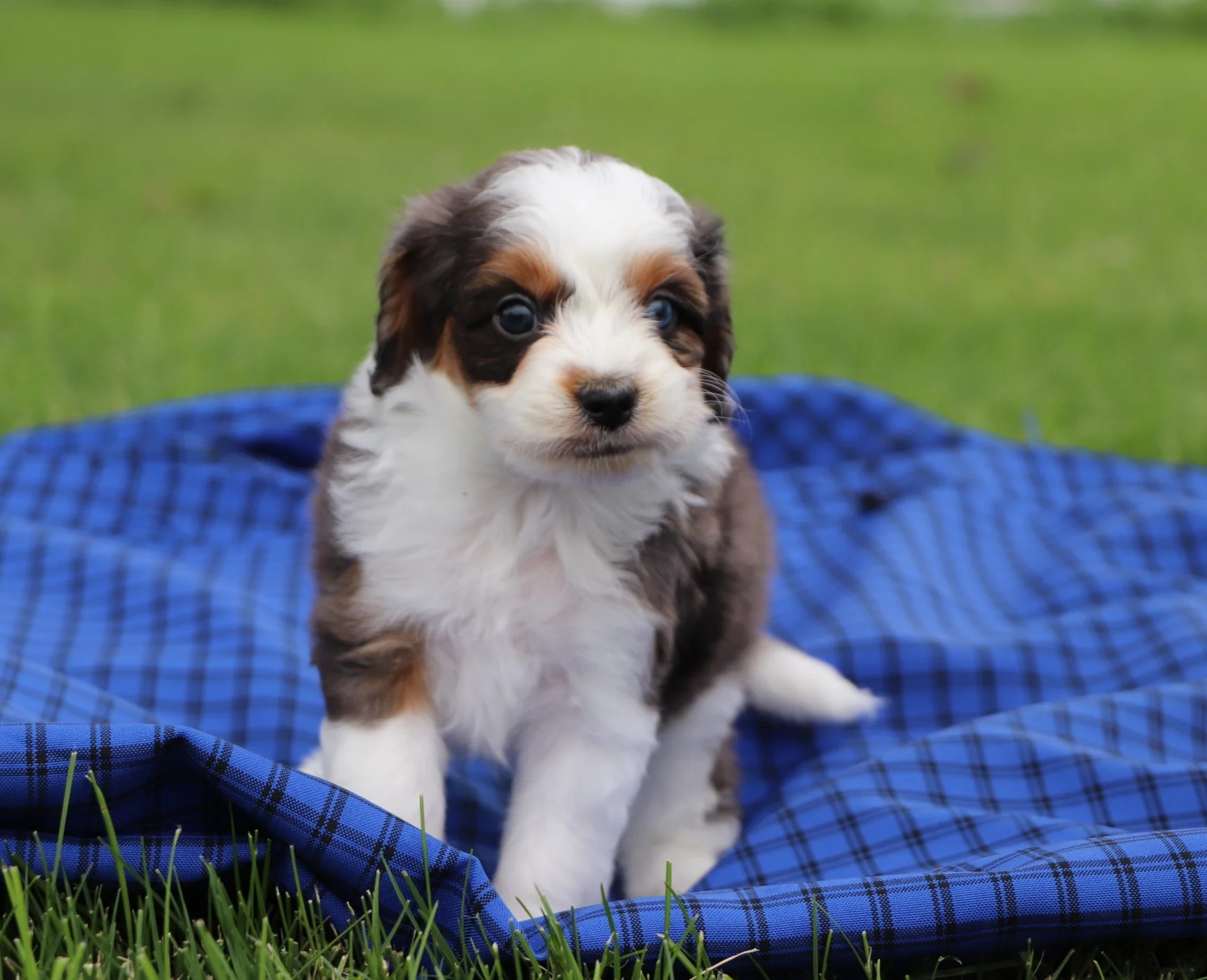 Aussiedoodle and Mini Aussiedoodle Pups for Sale