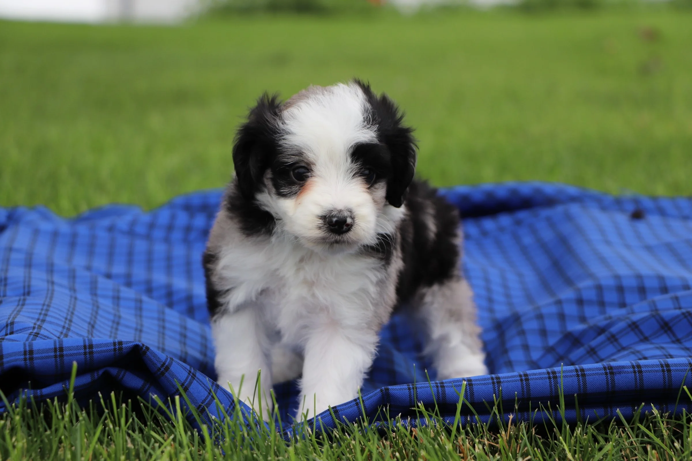 Aussiedoodle and Mini Aussiedoodle Pups for Sale