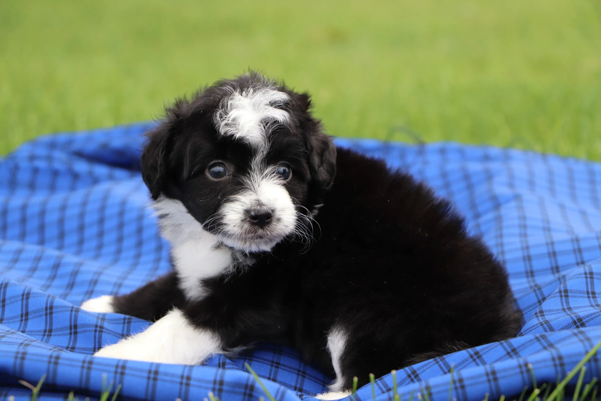 Aussiedoodle and Mini Aussiedoodle Pups for Sale