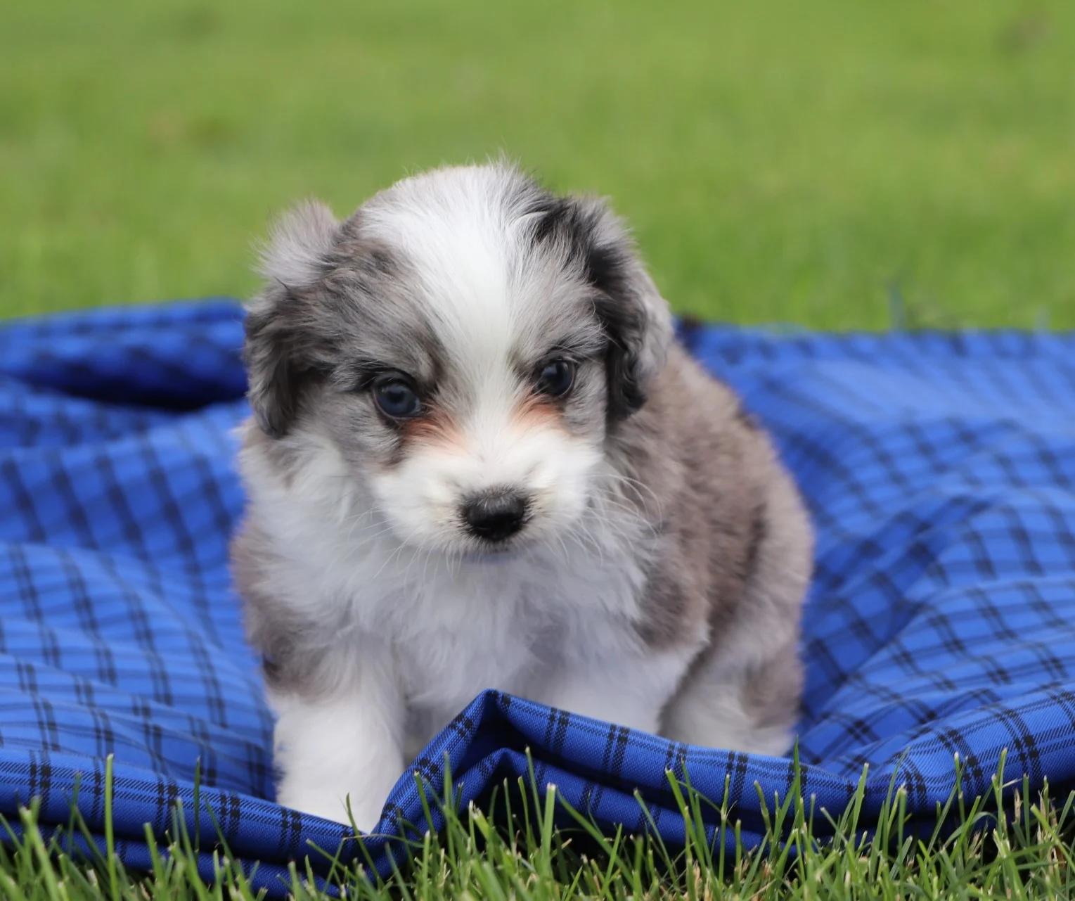 Aussiedoodle and Mini Aussiedoodle Pups for Sale