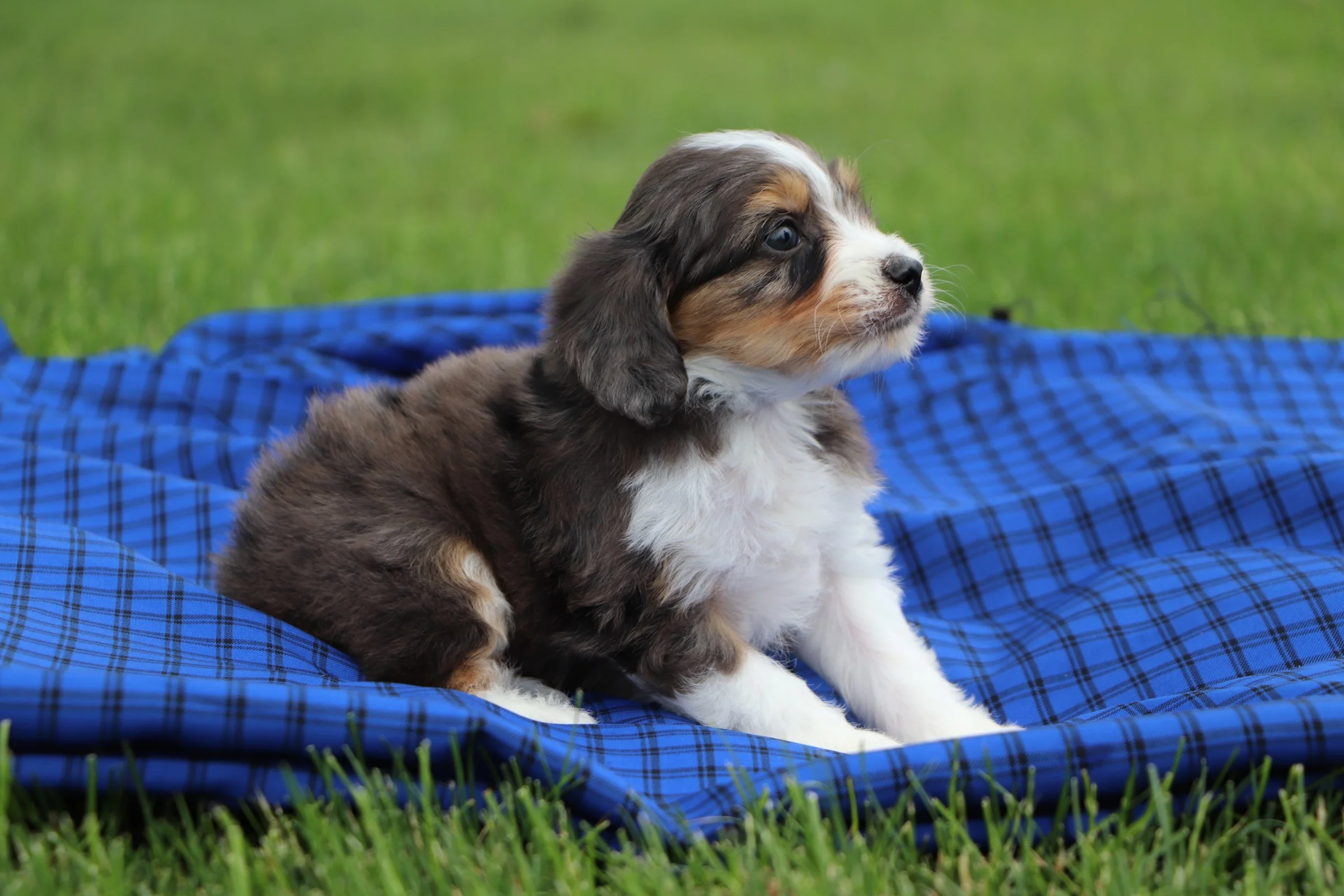 toy aussie poo