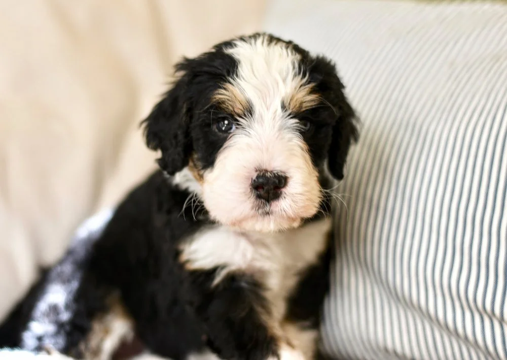 Crockett Doodles Family Raised Doodle Puppies for Sale