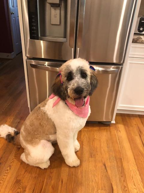 Best Dog Trainers; Millie is a well-trained Saint Berdoodle