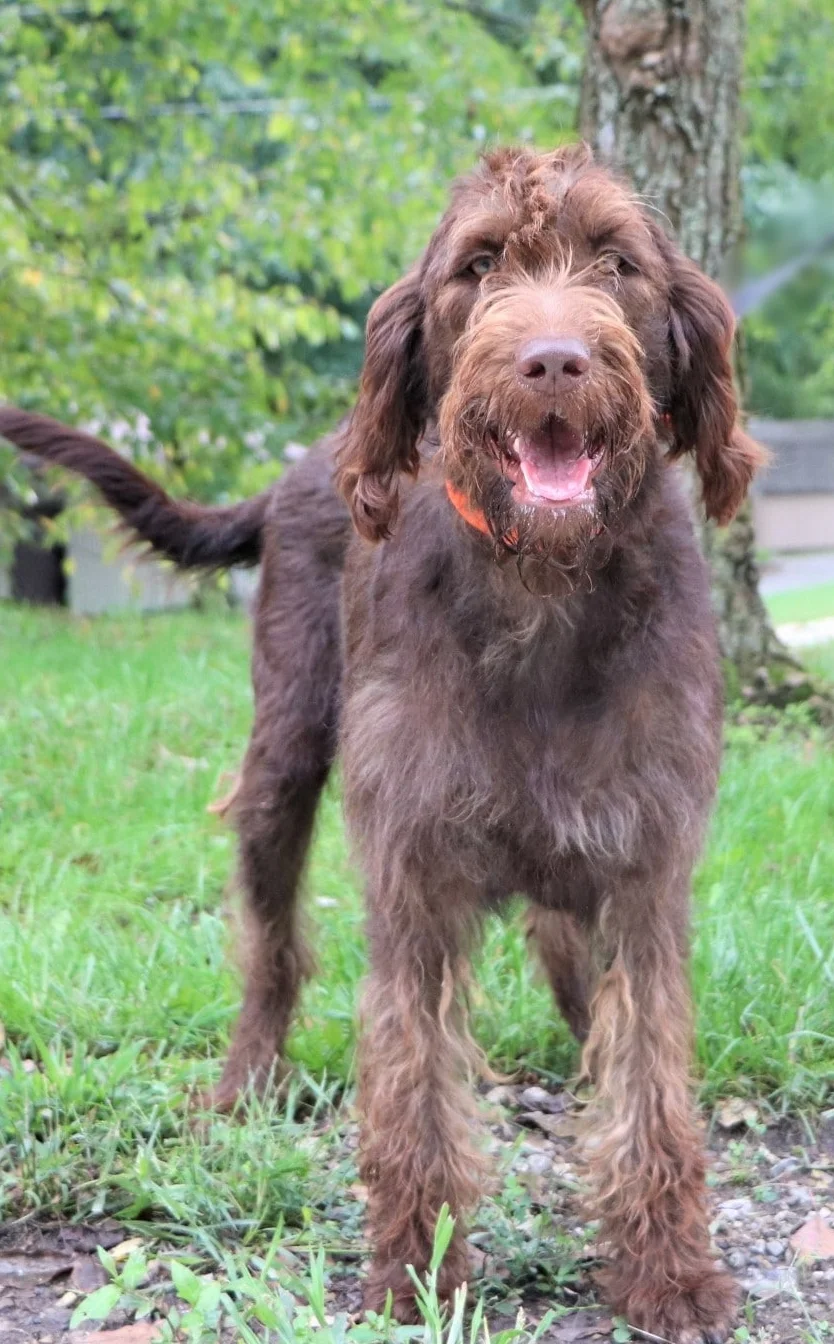Misty, the Chocolate Labradoodle mom