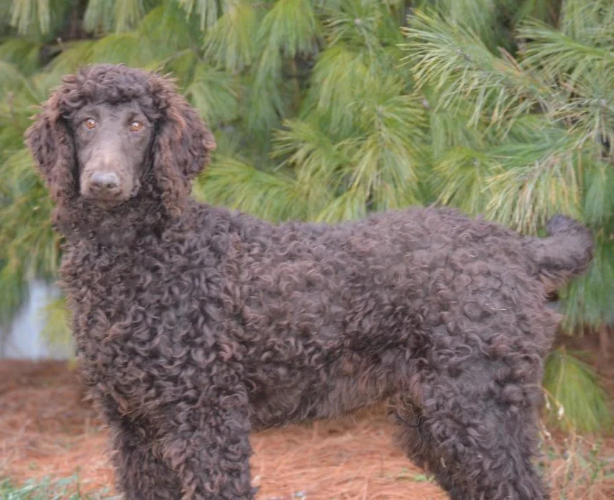 Charlie, the Chocolate Poodle dad