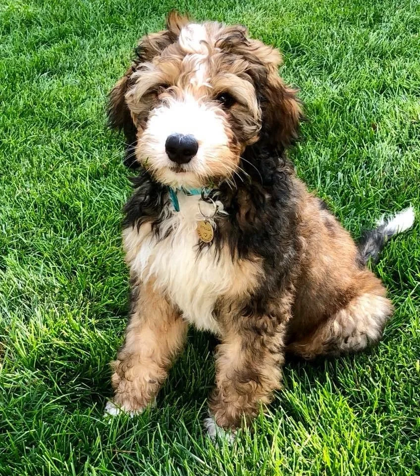 cute bernedoodle weekly contest