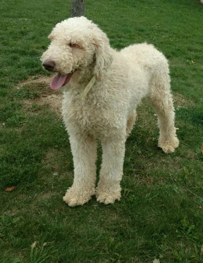 Cooper, the standard Poodle dad
