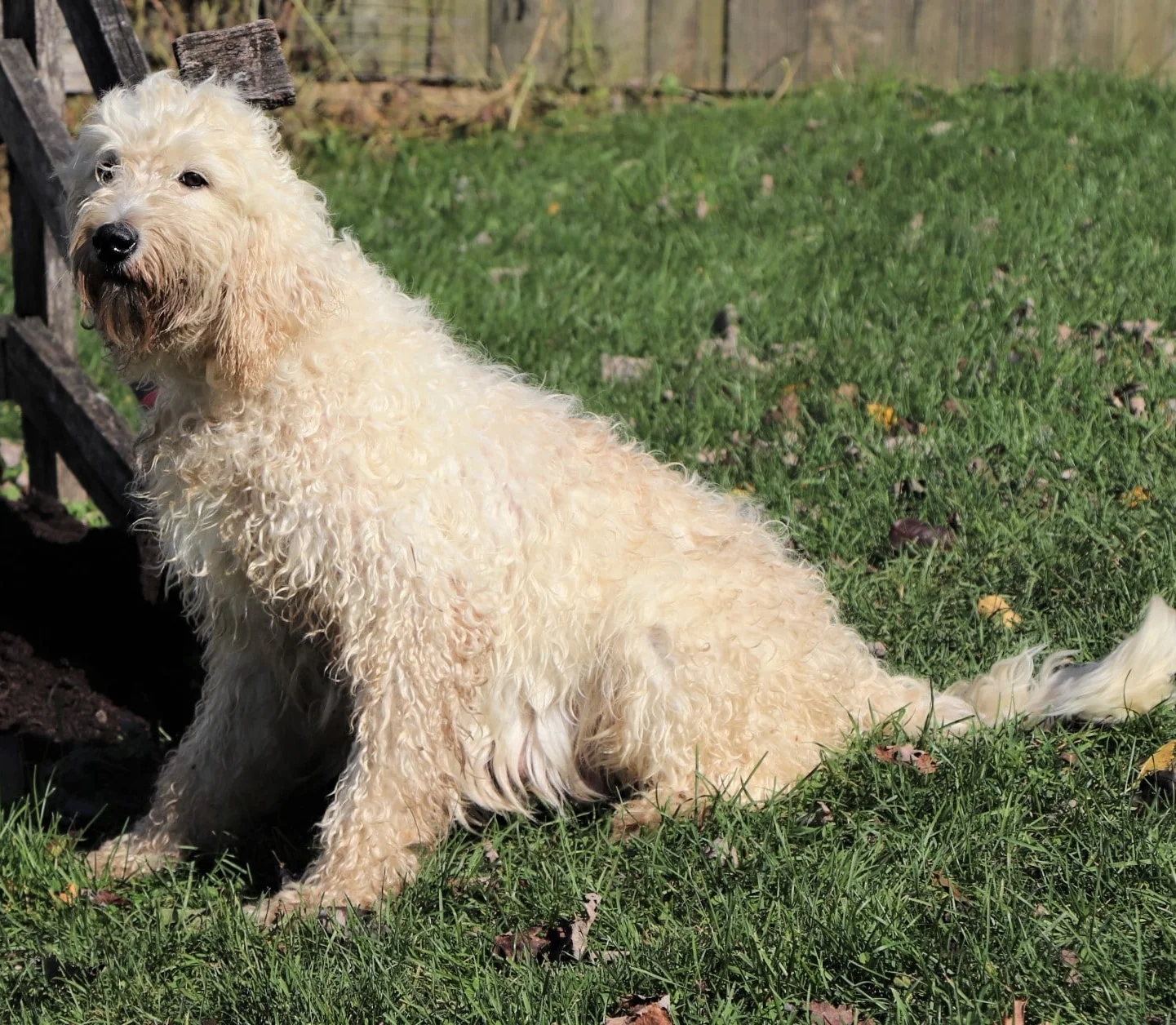 Sugar, the English Cream Golden mom