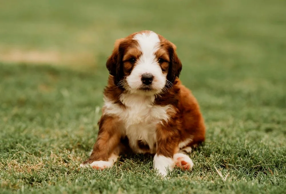 Crockett Doodles Family Raised Doodle Puppies for Sale
