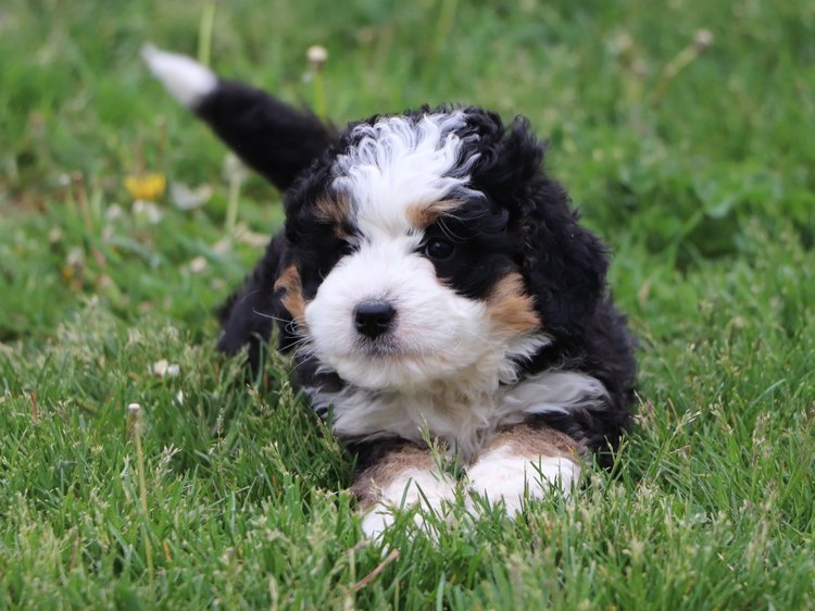 Bernedoodle - 13 Amazing Facts You Should Know About