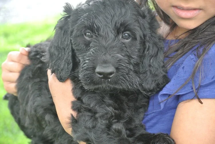 Irishdoodle and Mini Irishdoodle Pups 