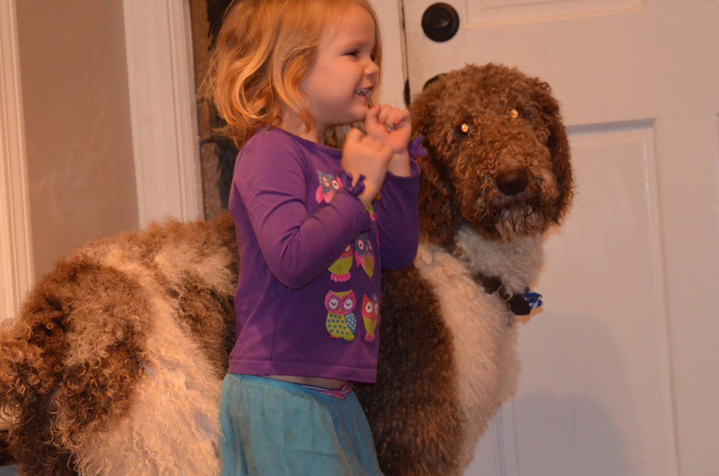 Oreo, 64 pound Poodle Dad