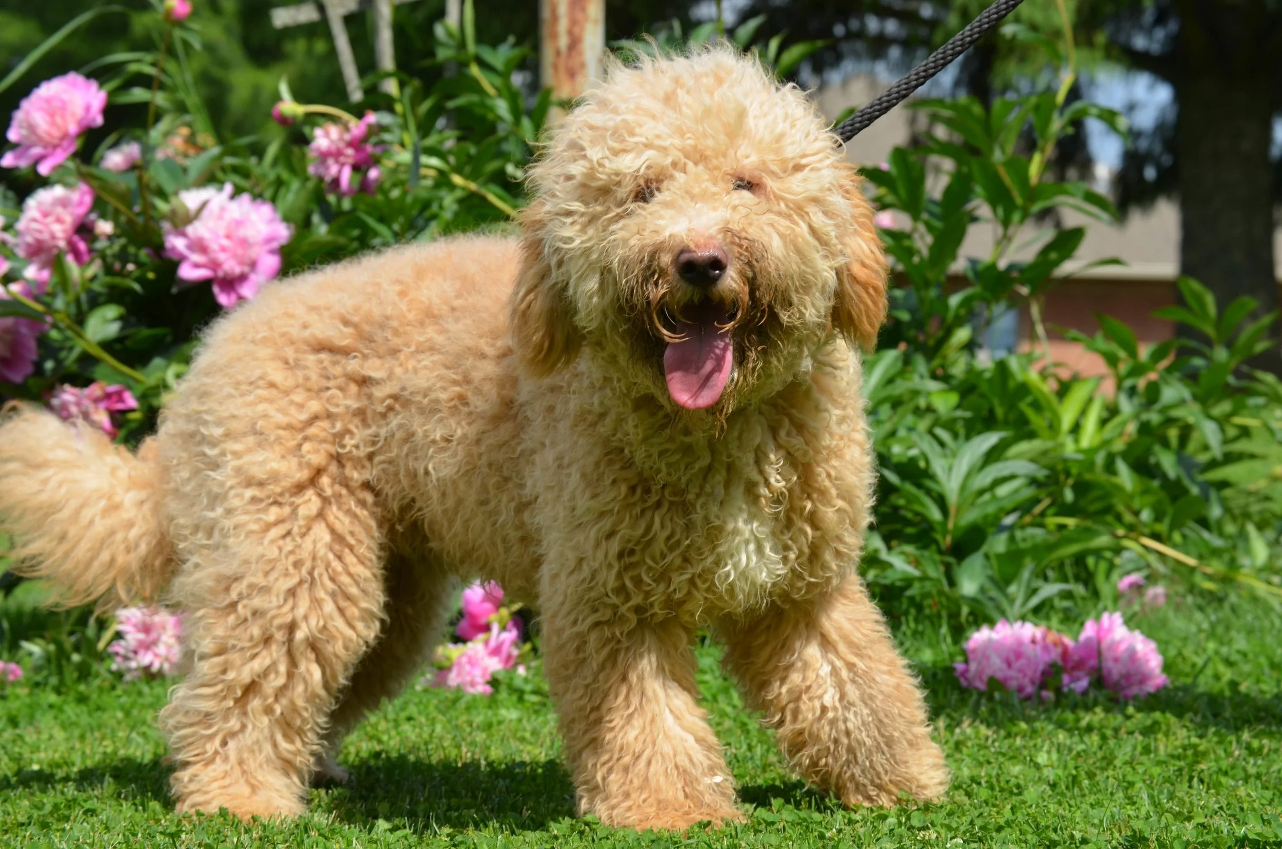 Daphne, 28 pound F1B Goldendoodle Mom