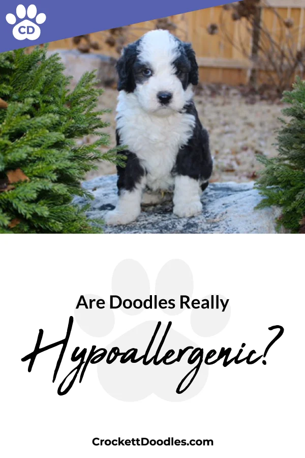 Hypoallergenic-dog-breeds-doodles.jpg