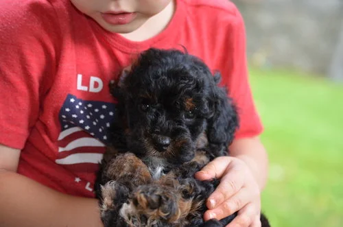 Benson, Mini-Poodle Dad