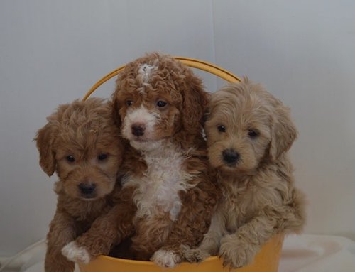 mini irish doodle puppies