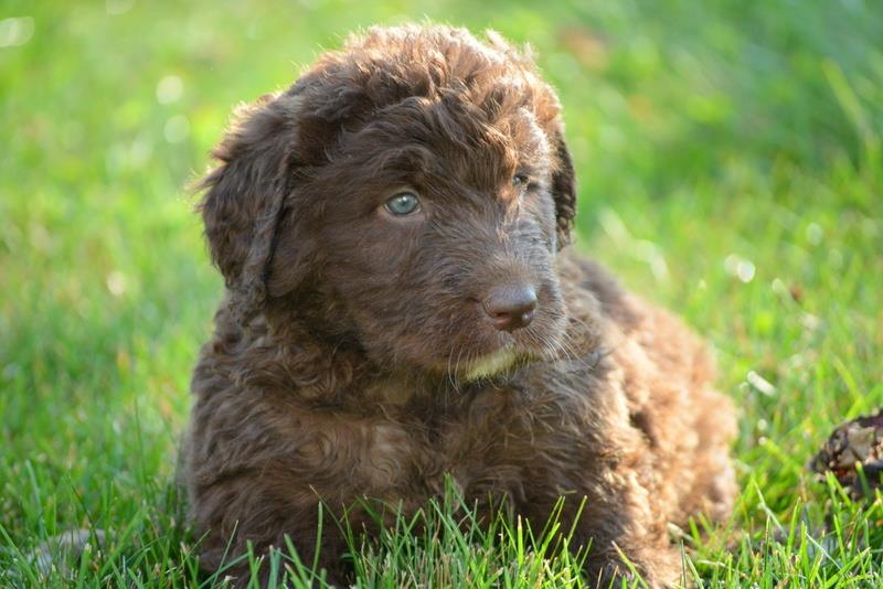 newfoundland dog and poodle mix