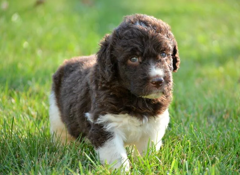 mini newfoundland poodle