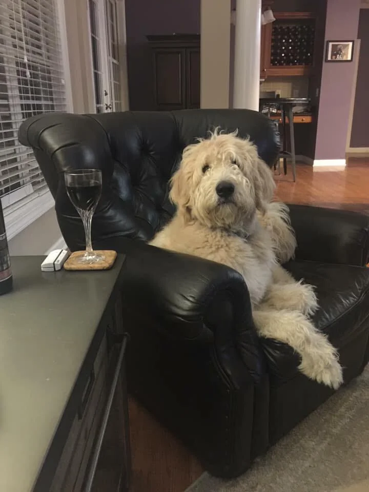 great pyrenees and poodle mix for sale