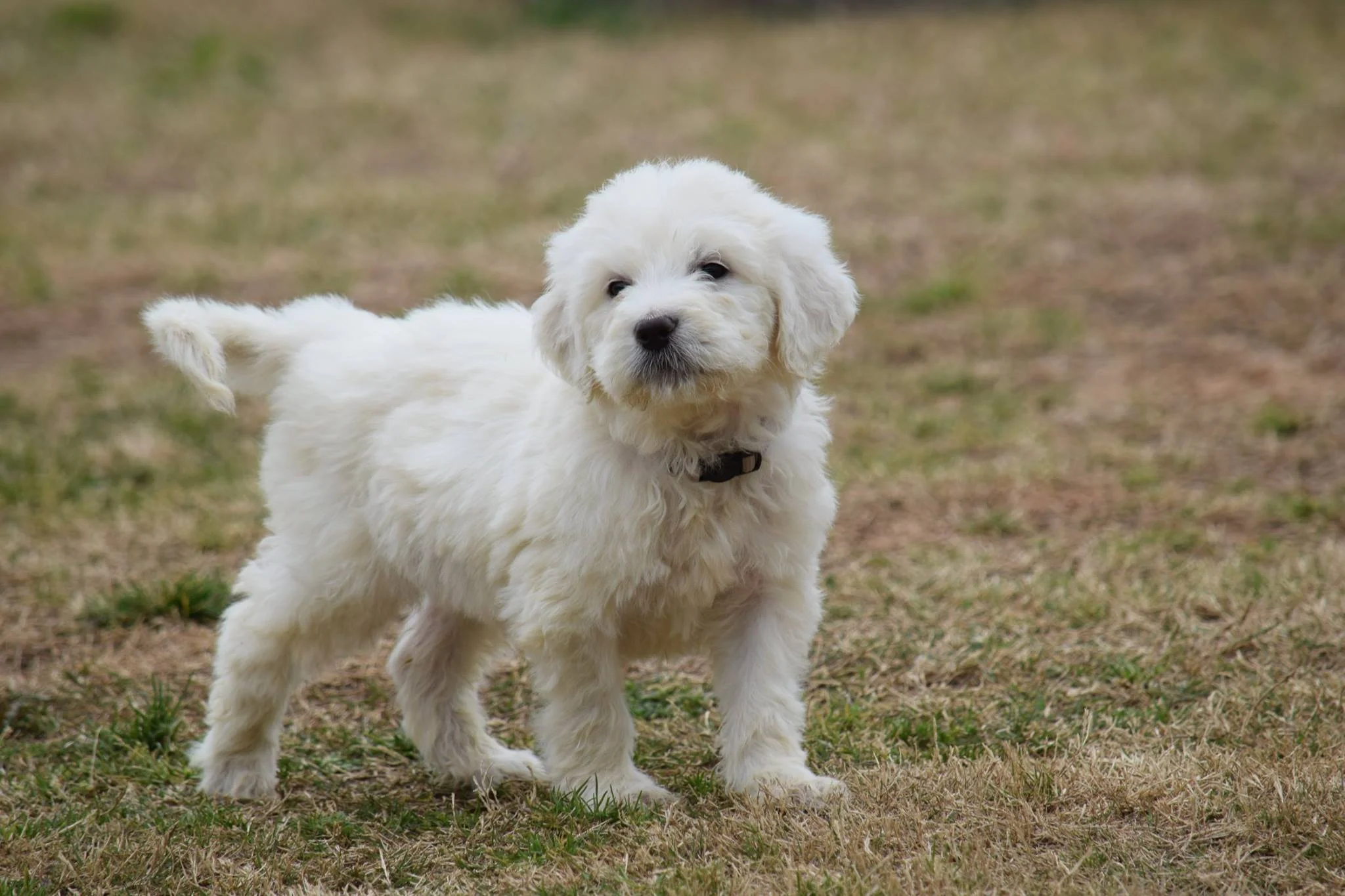 Pyredoodle-pup.jpg