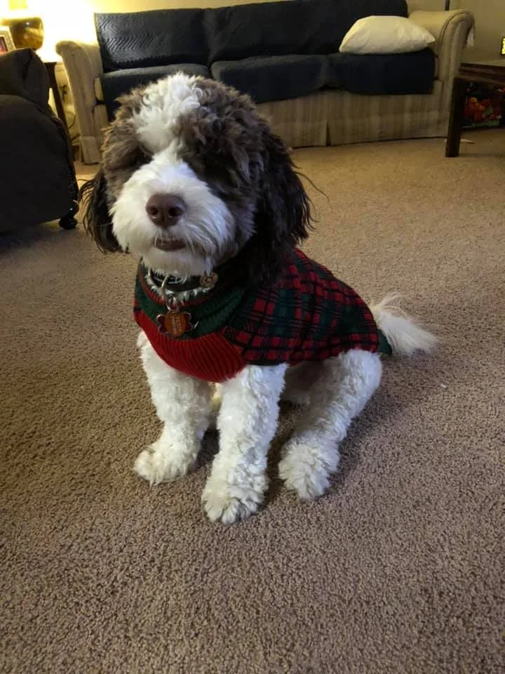 springerdoodle-puppy.jpg