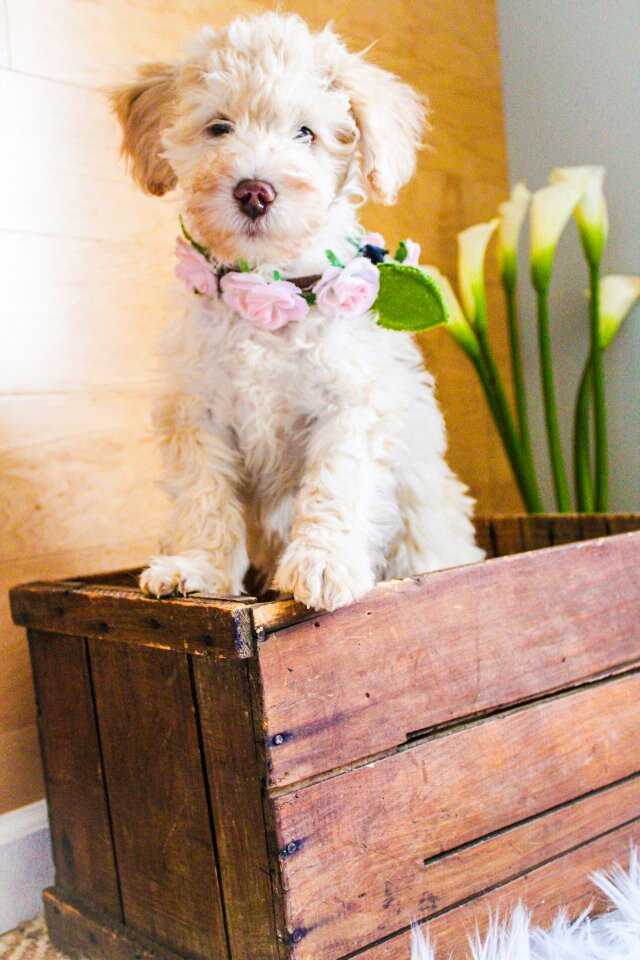 female-mini-Goldendoodle.jpeg