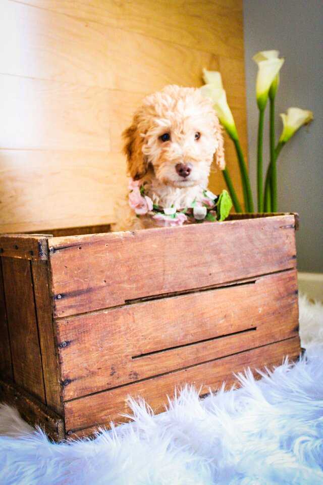 female-mini-goldendoodle2.jpeg