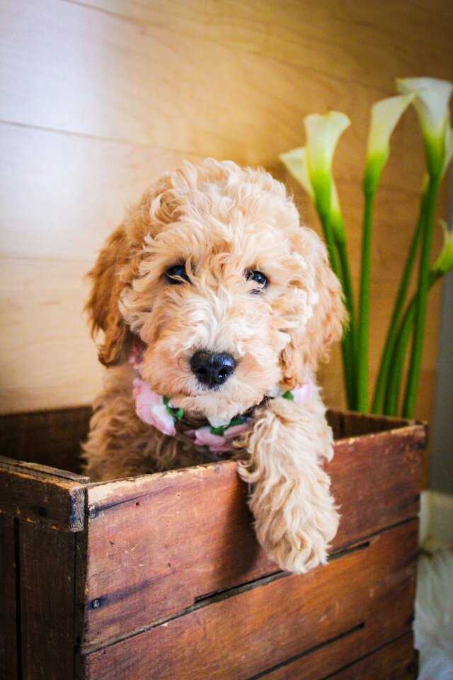 Star-mini-goldendoodle-girl.jpeg