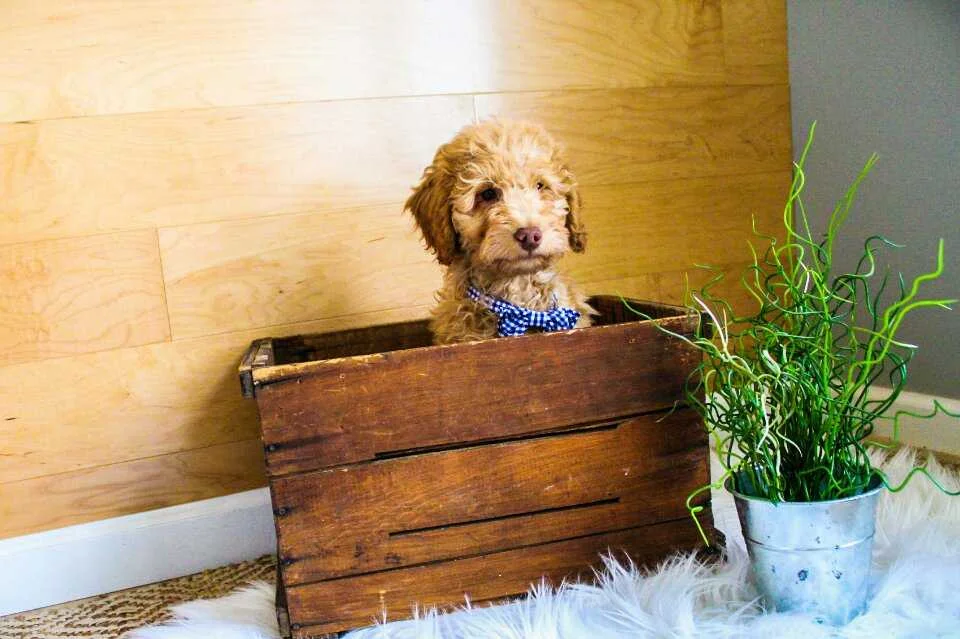 male-mini-goldendoodle2.jpeg