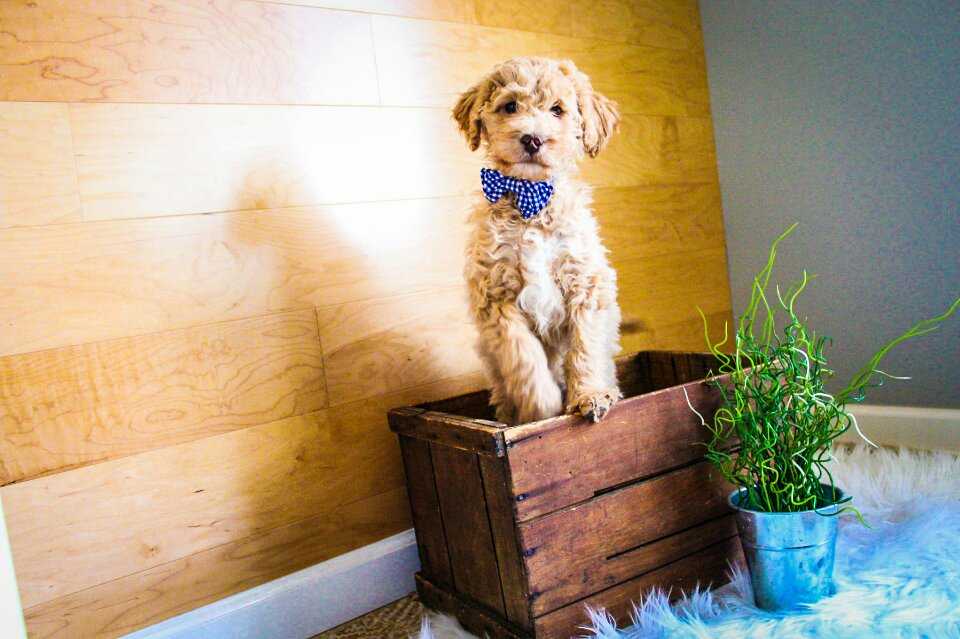 Rocky-mini-goldendoodle.jpeg