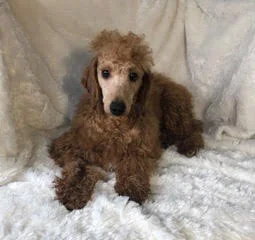 Quantus, the Mini Poodle dad