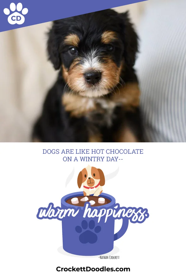 tricolor-bernedoodle.jpg