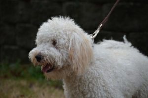 Tucker, F1b Mini Goldendoodle Dad