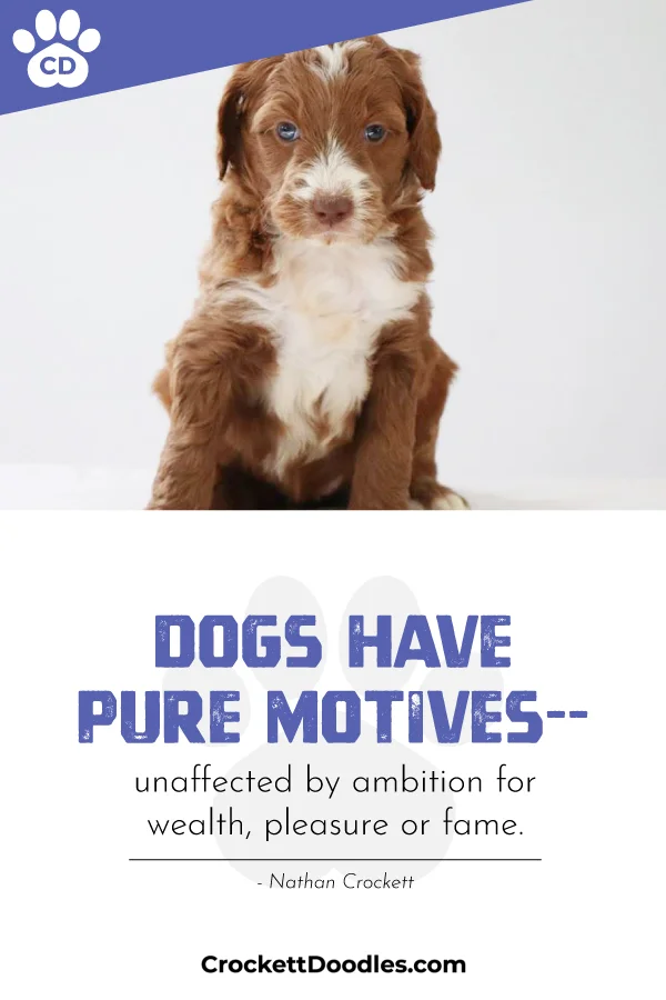 dogs-motives.jpg
