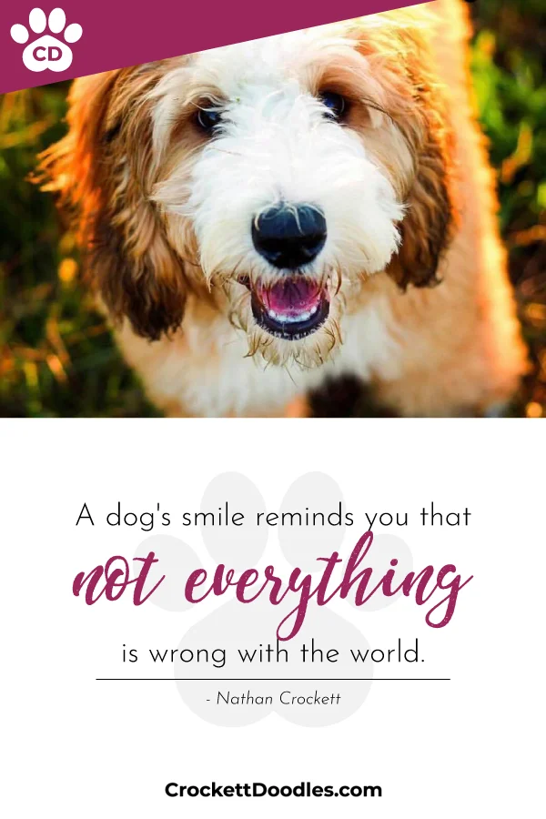 smiling-dog.jpg