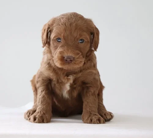 red-labradoodle.jpg