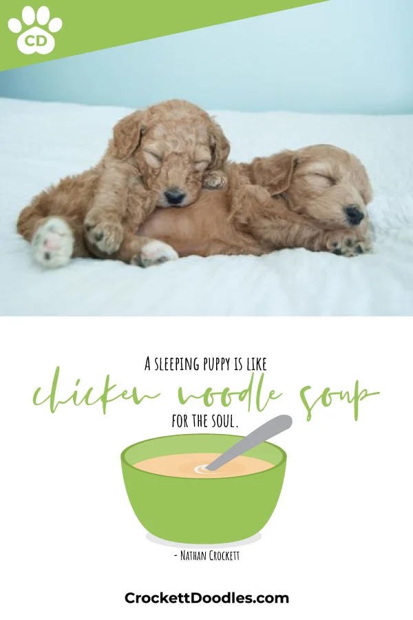 358833_SleepingPuppy_1_021319.jpg