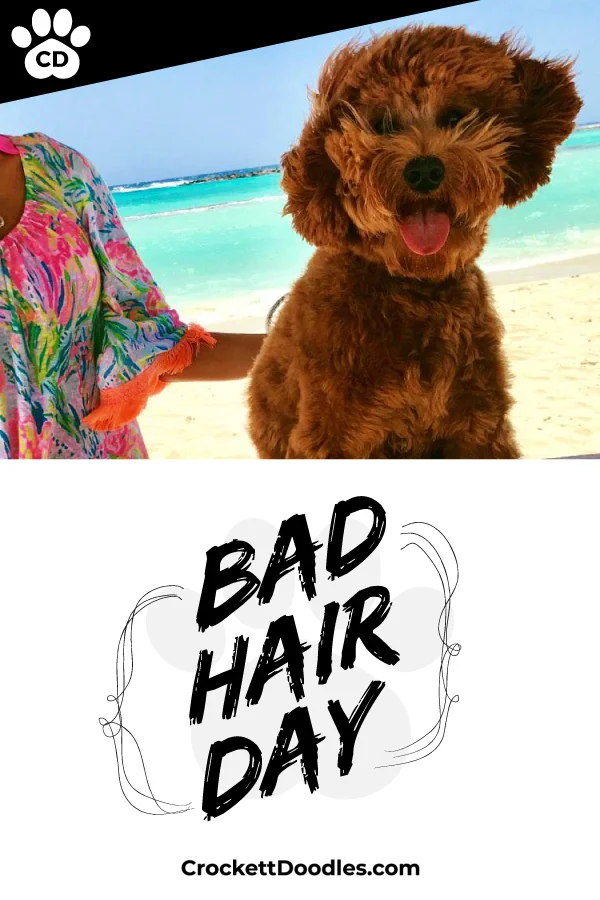 360149_BadHairDay_1_022519.jpg