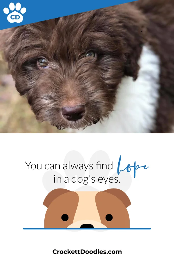 354321_HopeInADogsEyes_1_013019.jpg