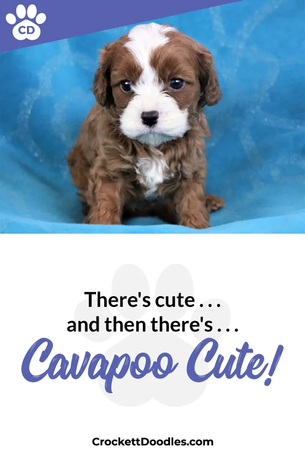 354294_CavapooCute_1_012219.jpg