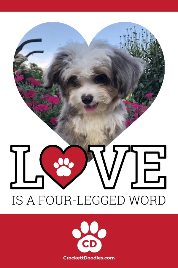 354266_LoveIsAFourLeggedWord_3_011619.jpg