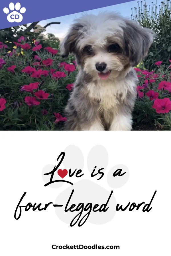 354266_LoveIsAFourLeggedWord_1_011619.jpg
