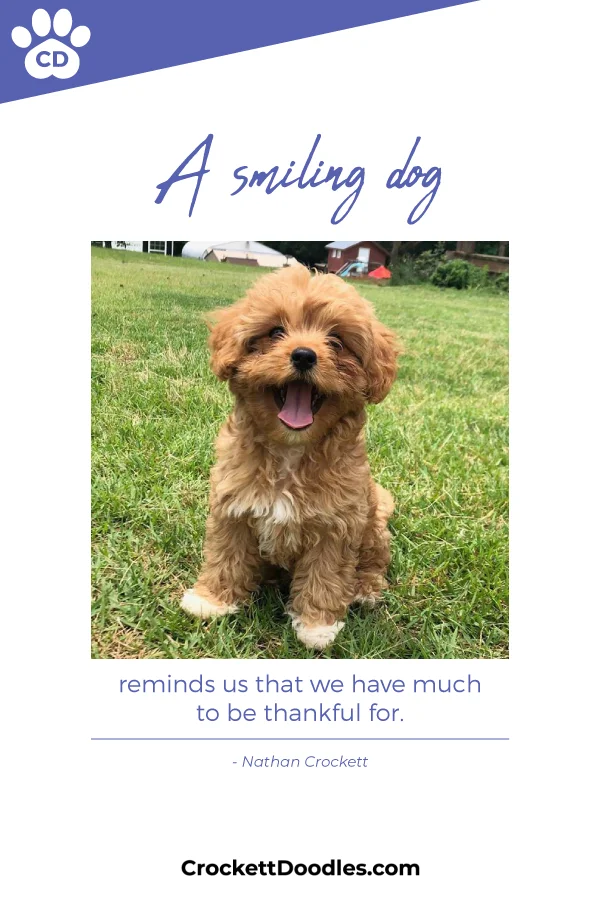 360153_SmilingDog_1_022819.jpg