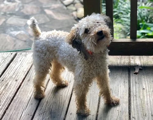 Watson, the toy Poodle dad
