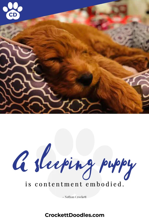 360172_SleepingPuppy_1_030119.jpg