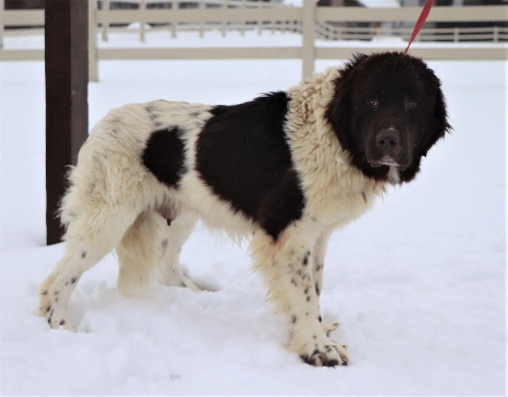 O’hanna, the Newfoundland mom