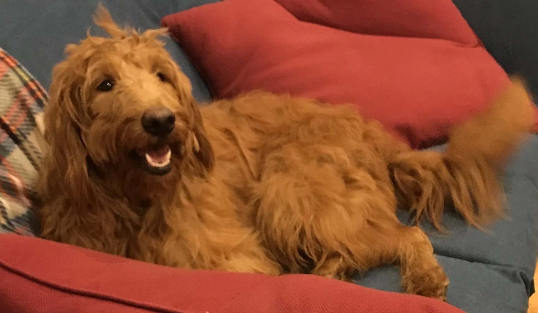 Ginger, mini Goldendoodle Mom