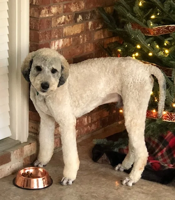 Winston, Standard Poodle Dad